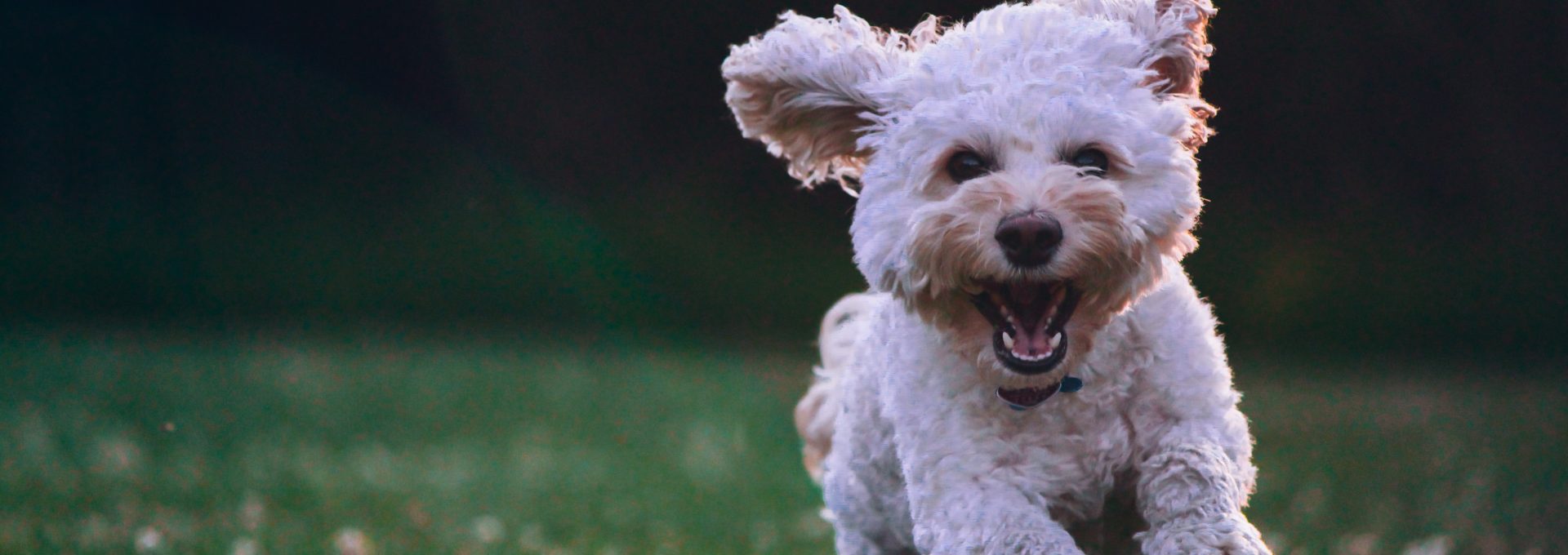 shallow focus photography of white shih tzu puppy running on the grass